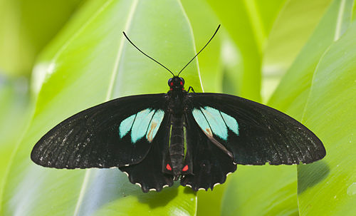 Parides neophilus